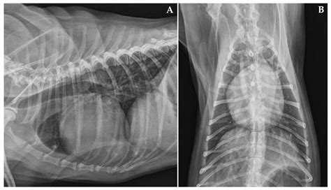 dcm in dogs xray